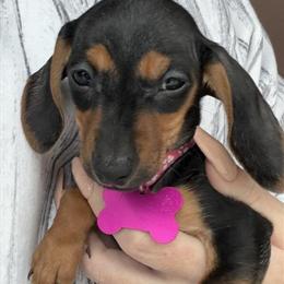 Miniature Dachshund Puppy Louise Available for Adoption in Winston-Salem, nc