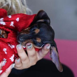 Miniature Dachshund Puppy Thelma Available for Adoption in Winston-Salem, nc