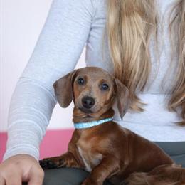 Miniature Dachshund Puppies CKC Registered in Winston-Salem, nc