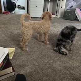 Blue Merle Female Toy Poodle for Rehoming in Burlington, mi