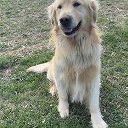 Golden Retriever Buddy Needs a New Home in London, ky