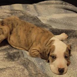 Great Dane Puppies Available in Cincinnati, oh