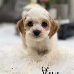 Cockapoo Puppies Ready for Valentine's Day in Chicago in Mount Prospect, il