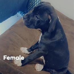 Staffordshire Bull Terrier Puppies Available in Goldsboro, nc