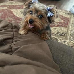 2 Year Old Teacup Yorkshire Terrier Looking for a Loving Home in Loganville, ga
