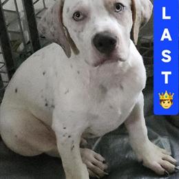 XL Bully Puppies Need New Homes in Snellville, ga