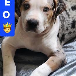 XL Bully Puppies Need New Homes ASAP in Snellville, ga