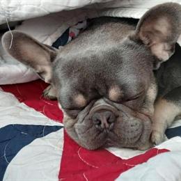 Lilac French Bulldog Stud - Compact and Quality in Lawrenceburg, in