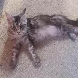 Maine Coon Silver Female Cat for Adoption in La Crosse, wi