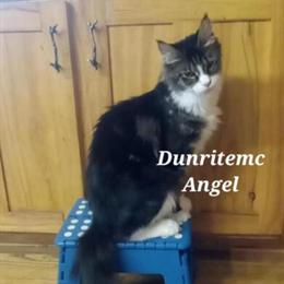 Maine Coon Female Polydactyl Available in La Crosse, wi