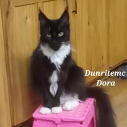 Maine Coon Cats Available - 18 Months to 4 Years Old in La Crosse, wi