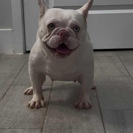 French Bulldog Isabella & Tan Platinum Merle Carry Fluffy in Orlando, fl