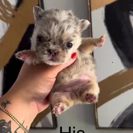 French Bulldog Stud - Harlem World Available for Breeding in Orlando, fl