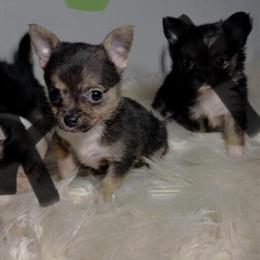 Chihuahuas for Adoption in Tampa, fl