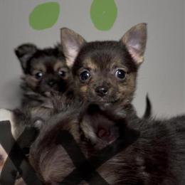 Chihuahua Puppies Available in Tampa, fl