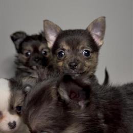 Female Chihuahuas Puppies for Adoption in Tampa, fl