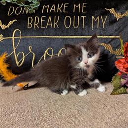 Munchkin Kittens for Adoption in Indianapolis, in