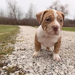 Bully XL Puppy, 9 Weeks Old in Akron, oh