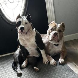 Bully XL Puppies for Sale in Akron, oh