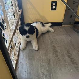 Great Pyrenees Female Puppy Ready for New Home in Cedar Springs, mi