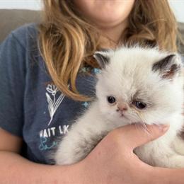 Himalayan Kitten Ready After February 17 in Palm Coast, fl