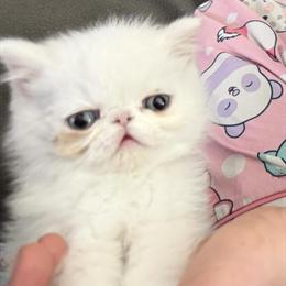 Exotic Shorthair Kitten for Adoption in Palm Coast, fl