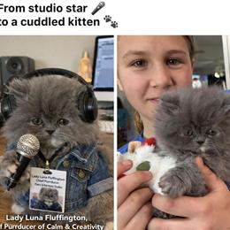 Persian Blue Cream Kitten for Adoption in Palm Coast, fl