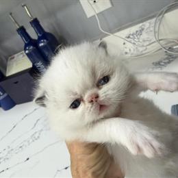 Colorpoint Shorthair Female Kitten Available for Deposit in Palm Coast, fl