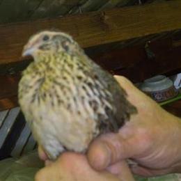 Jumbo Coturnix Quail for Hatching and Sale in Hauppauge, ny