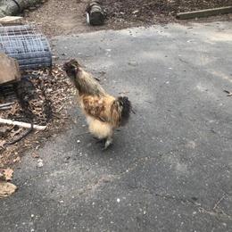 Japanese Silkie Hatching Eggs and Silkie Chickens for Sale in Hauppauge, ny