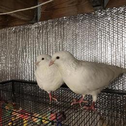 King Pigeons for Sale - White Color in Hauppauge, ny