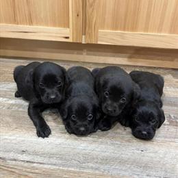 Cavador for Adoption in Luttrell, tn