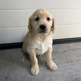 Golden Retriever Puppies Available in Luttrell, tn