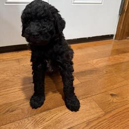 Medium Goldendoodles Available in Luttrell, tn
