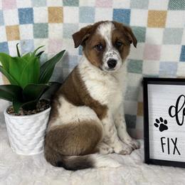Rare Red Australian Cattle Dog Puppies Ready for Forever Homes in Franklin, in