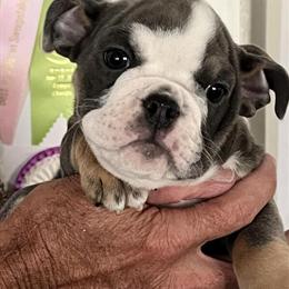 English Bulldog Puppies Available in Tampa, fl