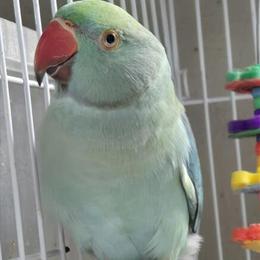 Indian Ringnecks Available - Hand Fed and Healthy in Eau Claire, wi