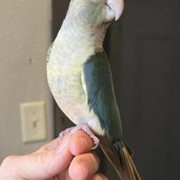 Tame Green Cheek Conure Babies Ready for New Homes in Eau Claire, wi