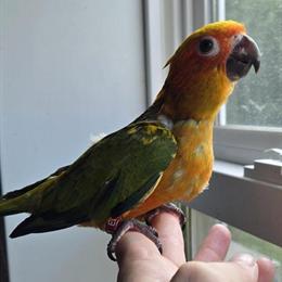 Sun Conure Babies Available Soon in Eau Claire, wi