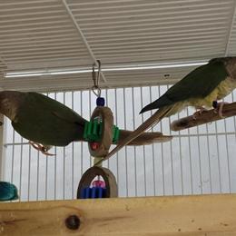 Green Cheek Conures Available from Breeders in Eau Claire, wi