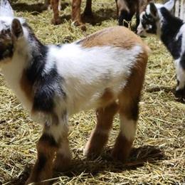 Registered Nigerian Dwarf Goats Available in Eau Claire, WI in Eau Claire, wi