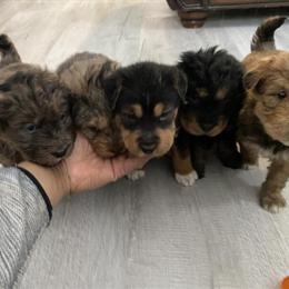 Doodle Puppies: 2 Male Black Doodles Ready for New Homes in Harper Woods, mi