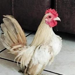 Kikiris and Regular Chickens for Sale in Miami, fl