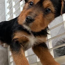 Bernedoodle Puppies for Sale in Harper Woods, mi