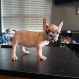 French Bulldog Puppies for Adoption in Hickory, nc