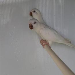 Albino Quaker Pairs Ready for Season in Cape Coral, fl