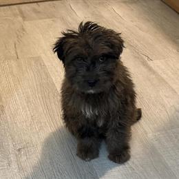 Doodle Pups for Adoption in Harper Woods, mi