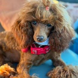 Toy Poodle Puppies Ready for Forever Homes in Atlanta, ga