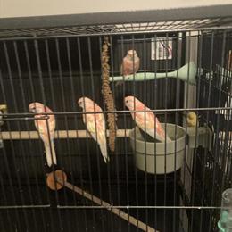 Bourke Parakeets for Sale - Hand Fed Babies Available in Indianapolis, in