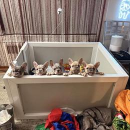 French Bulldog Puppies Available for Loving Homes in Smithtown, ny